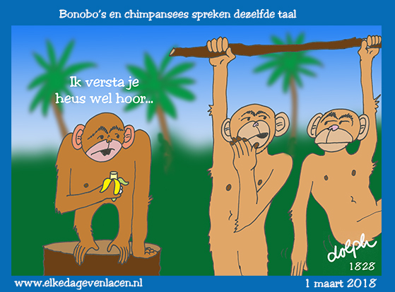 bonobo en chimpansee